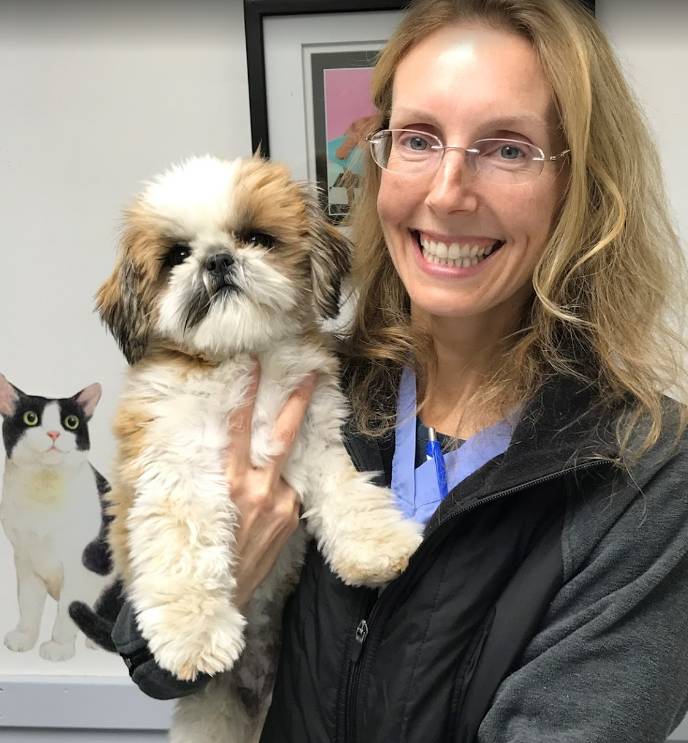 Veterinarian carrying shi tzu puppy