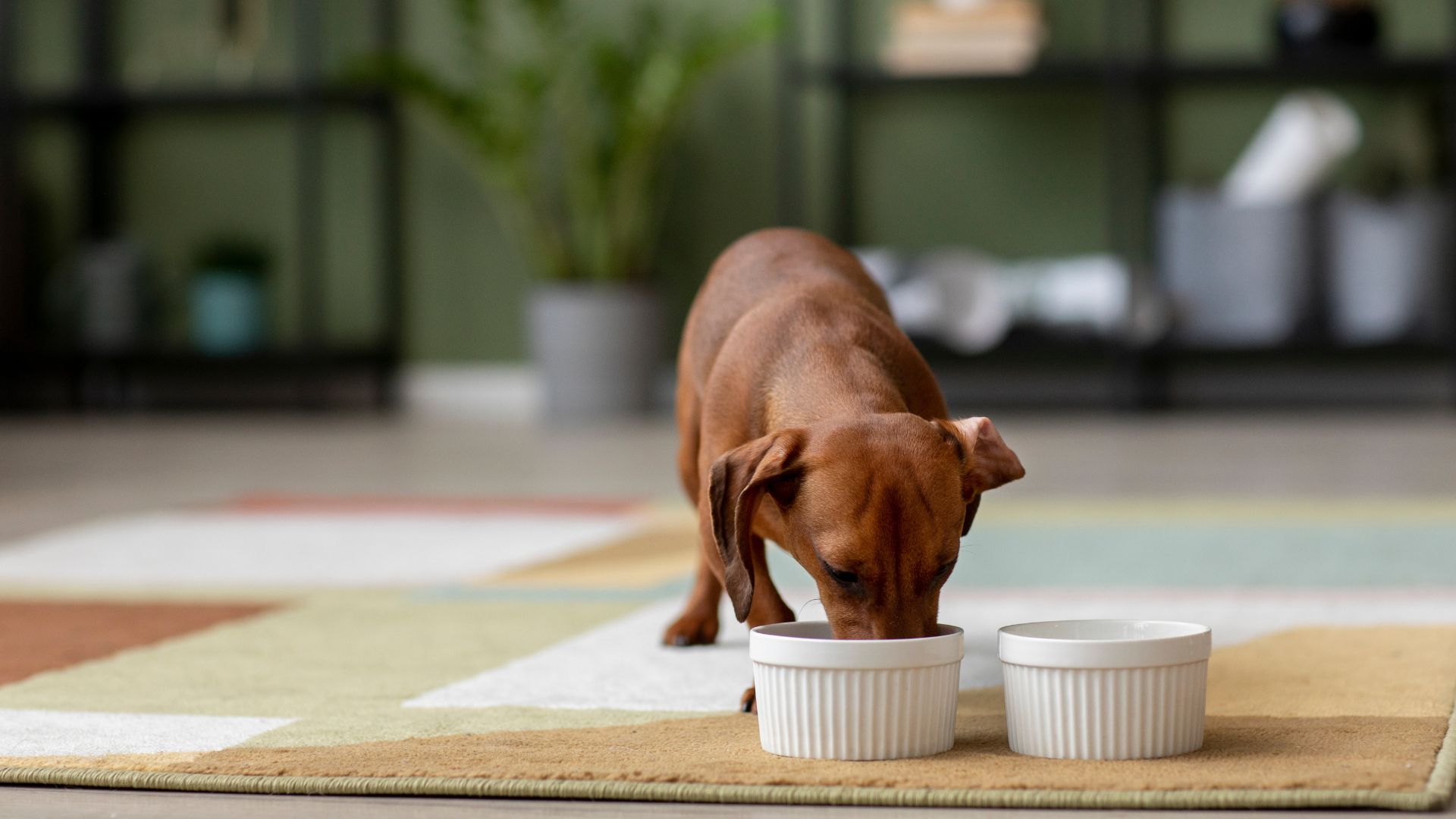 beautiful dachshund eating