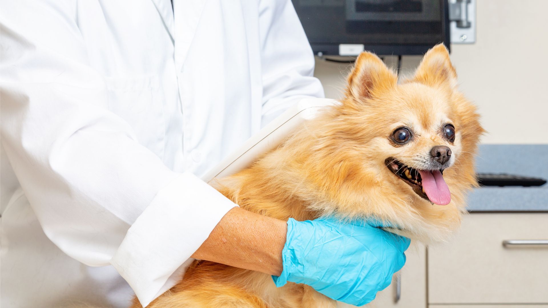 veterinarian reading microchip on dog