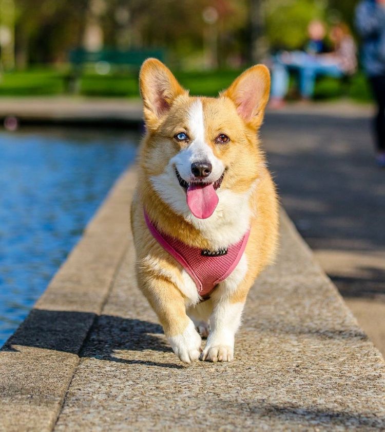 dog running on the wall<br />
