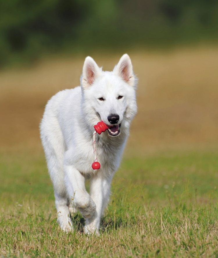 white dog walking on the green grass