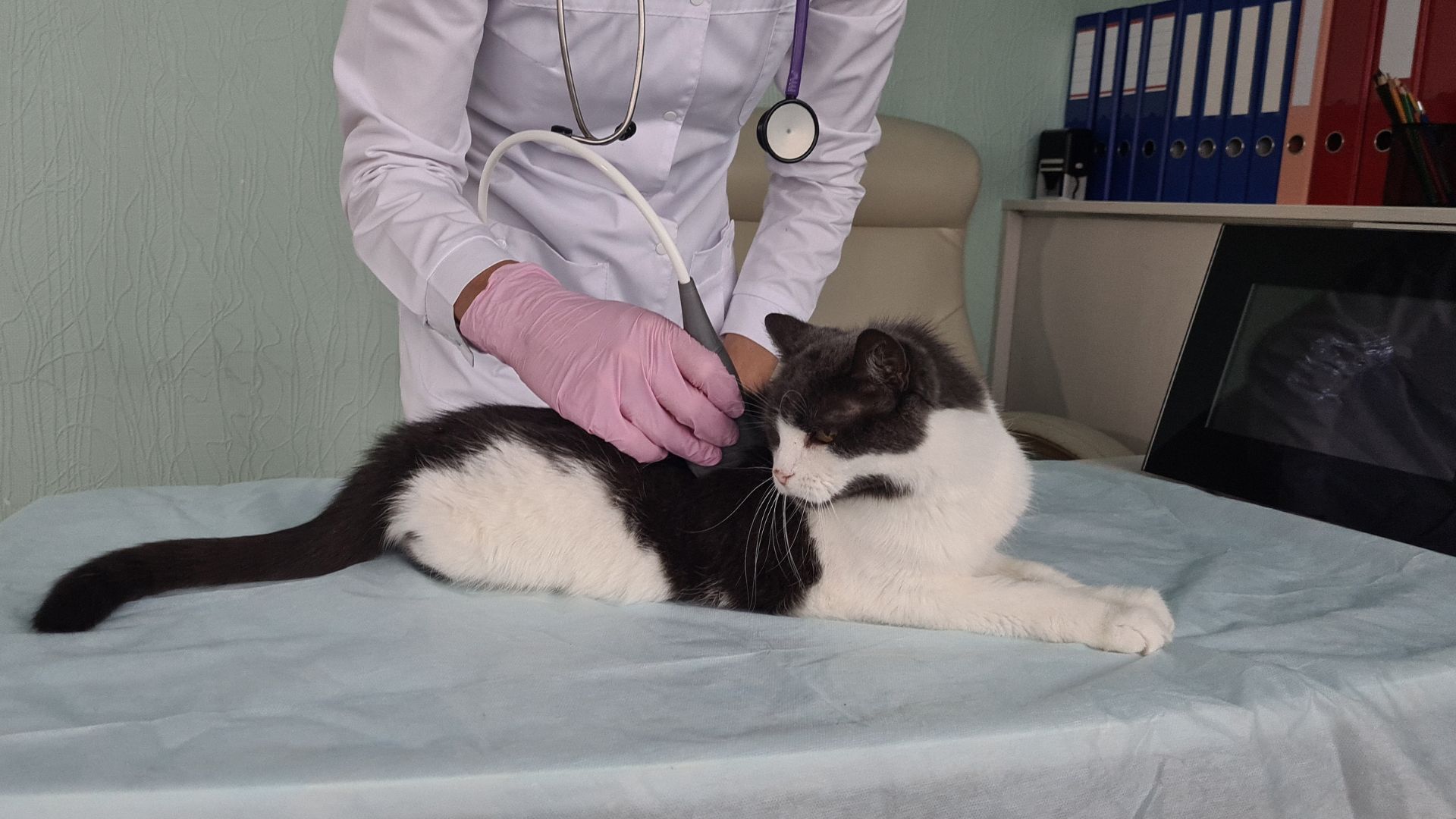 veterinarian conducts ultrasound examination of cat