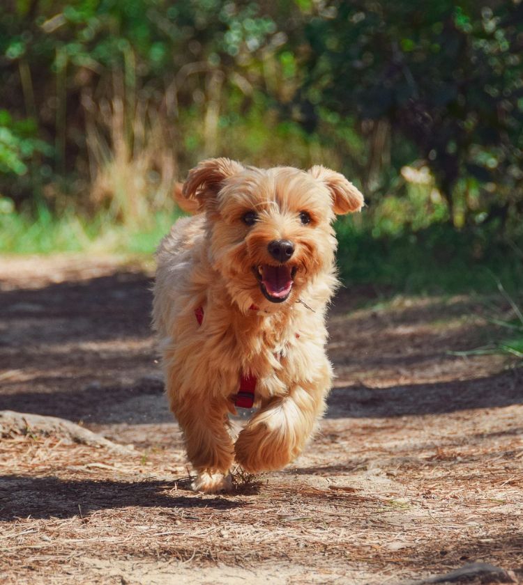 cute dog running