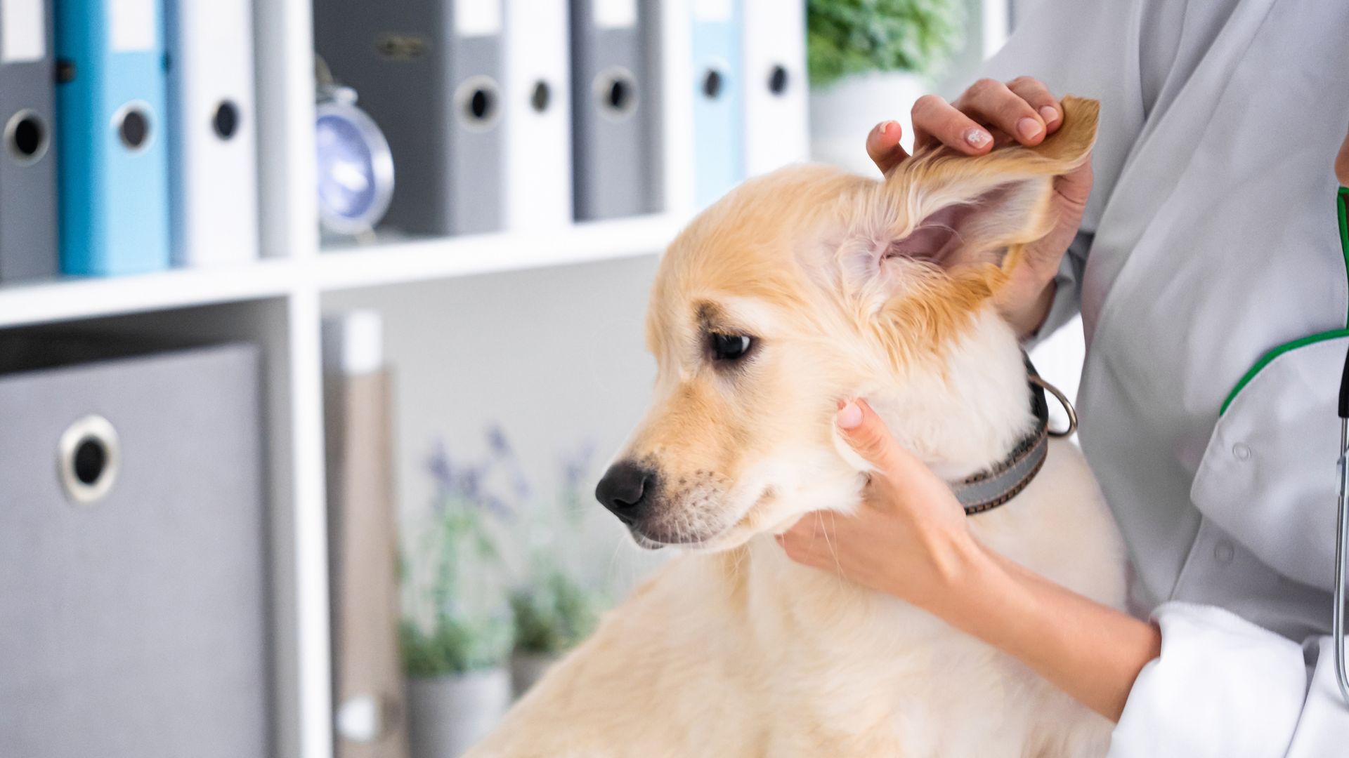 vet examining ears of dog