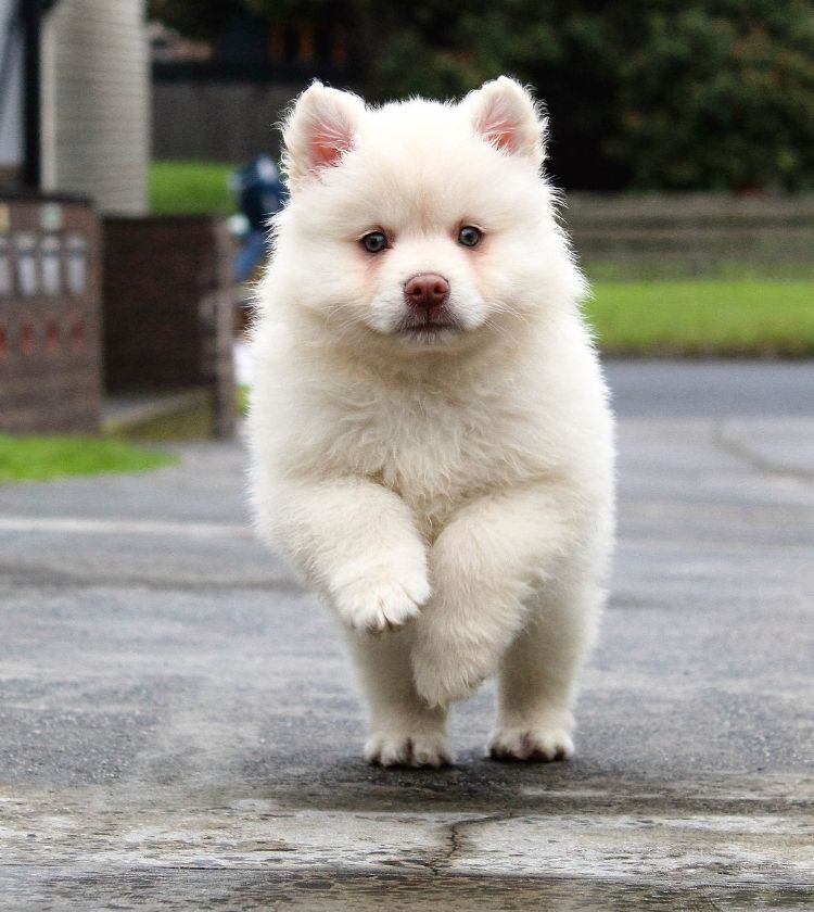 white puppy